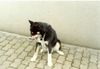 Karelischer Bärenhund Foto: mein erster Karelier (ID 8846) Karelischer Bärenhund Hund