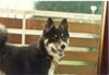 Karelischer Bärenhund Foto: mein erster Karelier (ID 8851) Karelischer Bärenhund Hund