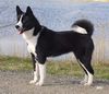 Karelischer Bärenhund Foto: Bjørnehusets Laika (ID 16196) Karelischer Bärenhund Hund