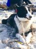 Karelischer Bärenhund Foto: Ich liebe das Strandleben... (ID 10638) Karelischer Bärenhund Hund