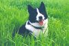 Karelischer Bärenhund Foto: Schau mir in die Augen Kleines... (ID 10639) Karelischer Bärenhund Hund
