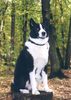 Karelischer Bärenhund Foto: Ich warte... und warte... (ID 10637) Karelischer Bärenhund Hund