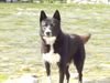 Karelischer Bärenhund Foto: Jessy 4 Jahre (ID 4176) Karelischer Bärenhund Hund
