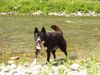 Karelischer Bärenhund Foto: Jessy 4 Jahre (ID 4177) Karelischer Bärenhund Hund