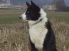 Karelischer Bärenhund Foto: Meine Berta, die schönste (ID 11749) Karelischer Bärenhund Hund