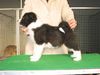 Karelischer Bärenhund Foto: 6 weeks old Karelian Beardog, named Vista (ID 8834) Karelischer Bärenhund Hund