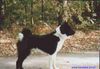 Karelischer Bärenhund Foto: CH PL Mł CH PL DUNAJ Wilczy Las (ID 9782) Karelischer Bärenhund Hund