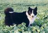 Karelischer Bärenhund Foto: Ich finde alle mäuse... (ID 10475) Karelischer Bärenhund Hund