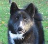 Karelischer Bärenhund Foto: BiPe´s You Made Me Believe In Magic (ID 16287) Karelischer Bärenhund Hund