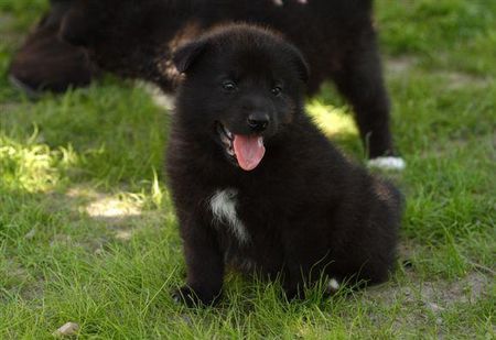 Karelischer Bärenhund kennel Karelan Bear Dog