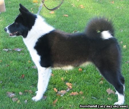 Karelischer Bärenhund Hunde Foto 16286 Karelischer Bärenhund BiPe´s Lady Stardust