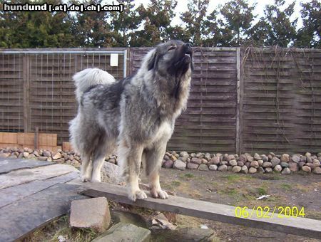 Kaukasischer Schäferhund Hunde Foto 8776 Kaukasischer Schäferhund was ist da oben los?