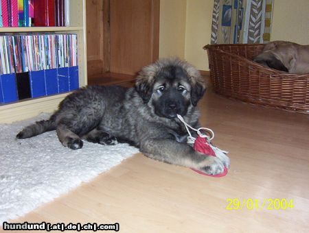 Kaukasischer Schäferhund Hunde Foto 8775 Kaukasischer Schäferhund wer spielt mit mir?