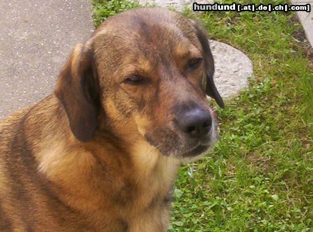 Kaukasischer Schäferhund Hunde Foto 22303 in höherer Auflösung ansehen Kaukasischer Schäferhund Benji,Terrier/Kaukase Mix