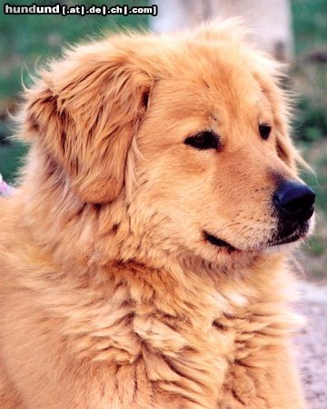 Kaukasischer Schäferhund Hunde Foto 3277 Kaukasischer Schäferhund Porträt einer 2-jährigen Hündin
