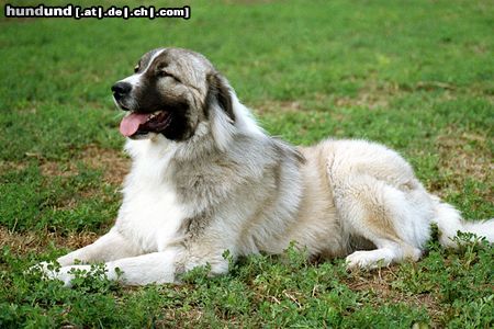 Kaukasischer Schäferhund Hunde Foto 6148 Kaukasischer Schäferhund Kaukasen-Rüde auf einer Pferdeshow fotografiert