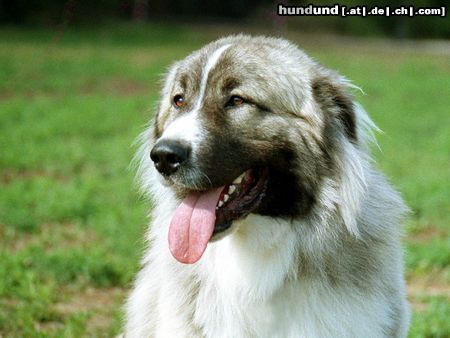 Kaukasischer Schäferhund Hunde Foto 6149 Kaukasischer Schäferhund Kaukasen-Rüde auf einer Pferdeshow fotografiert