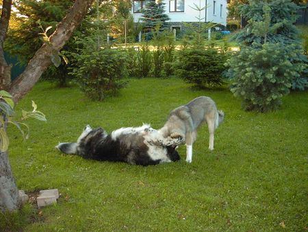 Kaukasischer Schäferhund Hunde Foto 1985 Kaukasischer Schäferhund Bai und Agi