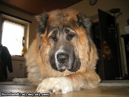 Kaukasischer Schäferhund Hunde Foto 8842 Kaukasischer Schäferhund Nero Kaukase 7Jahre