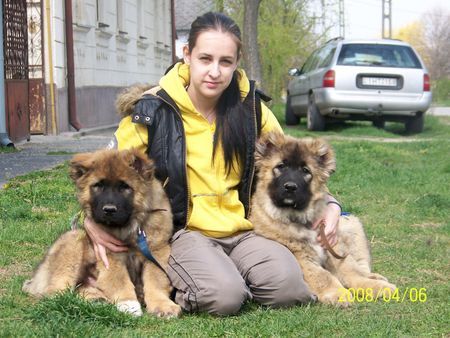 Kaukasischer Schäferhund Majosháza Réme Welpen geboren dezember 2007