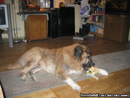 Kaukasischer Schäferhund Hunde Foto 9264 Kaukasischer Schäferhund nero