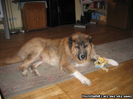 Kaukasischer Schäferhund Hunde Foto 9266 Kaukasischer Schäferhund nero mit schmusi