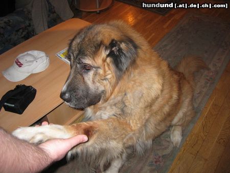 Kaukasischer Schäferhund Hunde Foto 9242 Kaukasischer Schäferhund nero