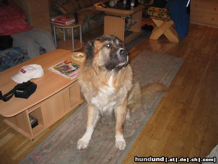 Kaukasischer Schäferhund Hunde Foto 9270 Kaukasischer Schäferhund nero