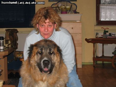Kaukasischer Schäferhund Hunde Foto 9255 Kaukasischer Schäferhund nero 7jahre
