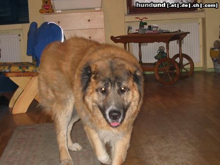 Kaukasischer Schäferhund Hunde Foto 9256 Kaukasischer Schäferhund nero 7jahre