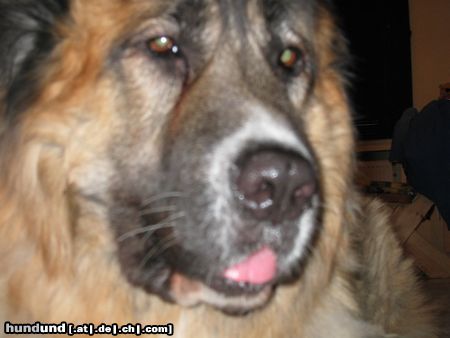 Kaukasischer Schäferhund Hunde Foto 10365 Kaukasischer Schäferhund nero immer gerne aufs foto :=)