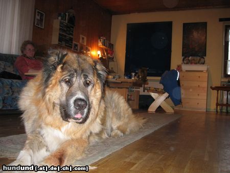 Kaukasischer Schäferhund Hunde Foto 9258 Kaukasischer Schäferhund nero 7jahre