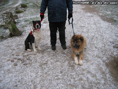 Kaukasischer Schäferhund Hunde Foto 9314 Kaukasischer Schäferhund shogun und nero