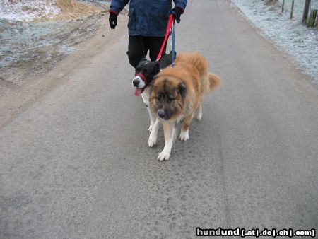 Kaukasischer Schäferhund Hunde Foto 9352 Kaukasischer Schäferhund shogun und nero