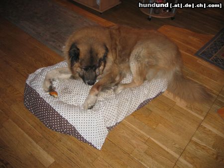 Kaukasischer Schäferhund Hunde Foto 11964 Kaukasischer Schäferhund Hallo so ein großer Knochen hm