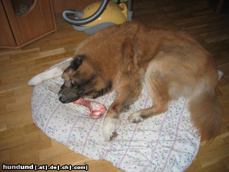 Kaukasischer Schäferhund Hunde Foto 12037 Kaukasischer Schäferhund Hm das Schmeckt mir aber gut:=)Lecker