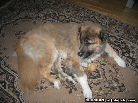 Kaukasischer Schäferhund Hunde Foto 14237 Kaukasischer Schäferhund HuHu