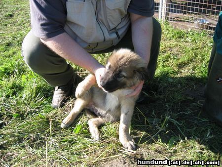 Kaukasischer Schäferhund Hunde Foto 15265 in höherer Auflösung ansehen Kaukasischer Schäferhund Mich kann man noch haben ;)