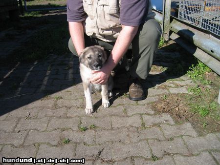 Kaukasischer Schäferhund Hunde Foto 15266 in höherer Auflösung ansehen Kaukasischer Schäferhund Mich kann man auch noch haben ;)