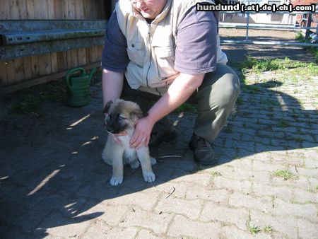 Kaukasischer Schäferhund Hunde Foto 15294 in höherer Auflösung ansehen Kaukasischer Schäferhund Kaum zu halten