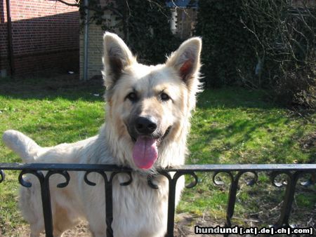 Kaukasischer Schäferhund Hunde Foto 21584 in höherer Auflösung ansehen Kaukasischer Schäferhund Das<ist Fellow. Ist wahrscheinlich noch Schäferhund mit drin. Genaueres wissen wir nicht!