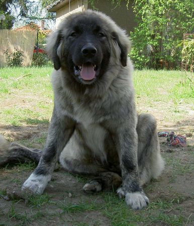 Kaukasischer Schäferhund Hunde Foto 32148 in höherer Auflösung ansehen Kaukasischer Schäferhund Burrak mit 5 Monaten