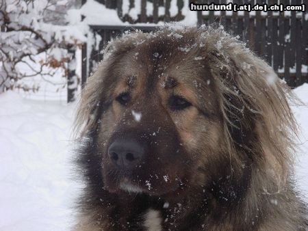 Kaukasischer Schäferhund Hunde Foto 8449 Kaukasischer Schäferhund NEKAR AJGUL (AGI) WW 2003
