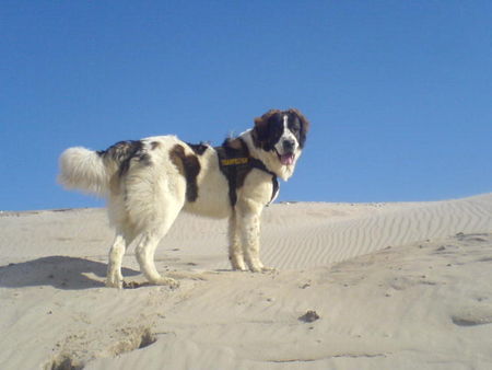 Kaukasischer Schäferhund Kaukase (gescheckt) 10 Monate