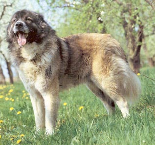 Kaukasischer Schäferhund Hunde Foto 298 Kaukasischer Schäferhund