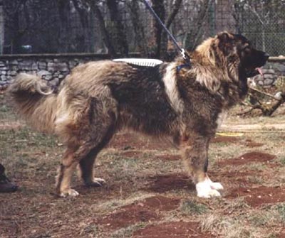 Kaukasischer Schäferhund Hunde Foto 329 Kaukasischer Schäferhund Bimbo, 1 Jahr alt