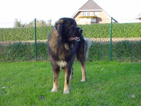 Kaukasischer Schäferhund Hunde Foto 388 Kaukasischer Schäferhund Husar vom Sieglitzer Berg