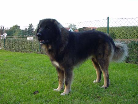 Kaukasischer Schäferhund Hunde Foto 389 Kaukasischer Schäferhund Husar vom Sieglitzer Berg