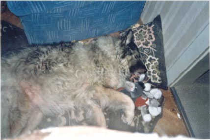 Kaukasischer Schäferhund Hunde Foto 587 Kaukasischer Schäferhund Iwanka