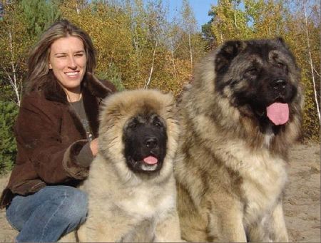 Kaukasischer Schäferhund NURBEK with his father FLEX